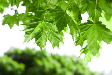 Fototapeta na wymiar Spring Maple leaves