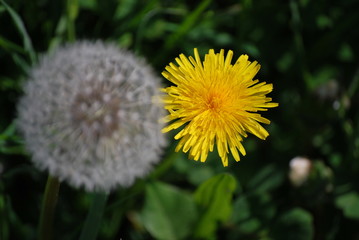 Pusteblume