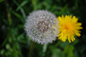 Pusteblume