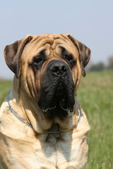 Obraz premium portrait de chien mastiff-bullmastiff assis dans l'herbe