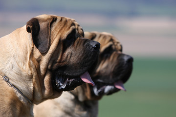 portraits de deux mastiff côte à côte de profil - composition