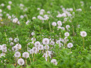 Fototapeta premium Taraxacum