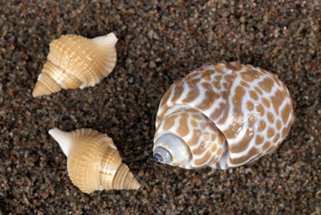 Shells