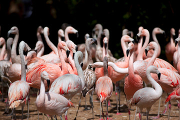 Fototapeta na wymiar flamingi