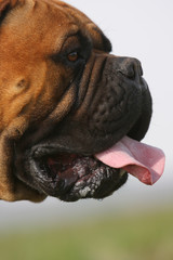 tête de chien mastiff-bullmastiff de profil -portrait gros plan