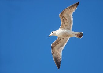 Seagull Flying