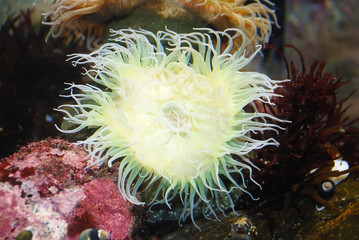 White Sea Anemone © goldenangel
