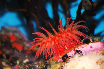 Red Sea Anemone © goldenangel