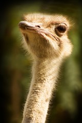 Ostrich