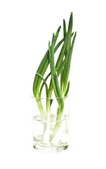 Bunch of onion. Green onion as background. Isolated on a white