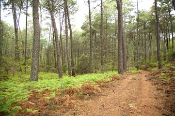 forest with brown path