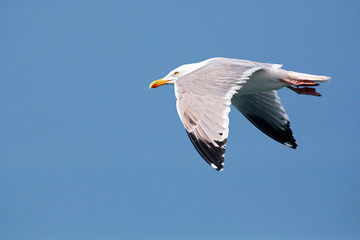 GOELAND ARGENTE