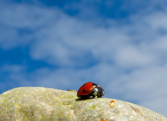 Ladybug on a stone (Melolontha melolontha)