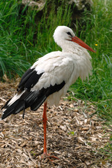 cigogne