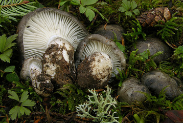 Hygrophorus Marzuolus