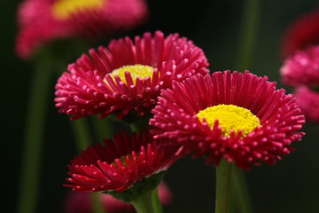 blume