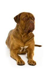 Dogue De Bordeaux isolated on a white background