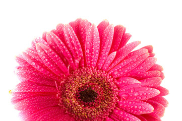 Pink gerber