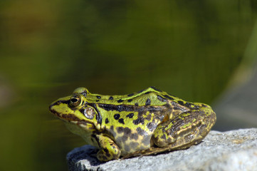 Frosch, Erdkröte