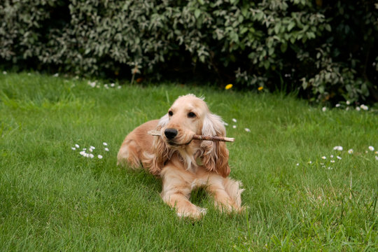 dressage de cocker spaniel
