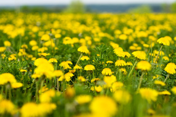 Field of dandelions