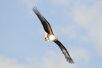 African fish eagle, Haliaeetus vociferoides in flight, Naivasha