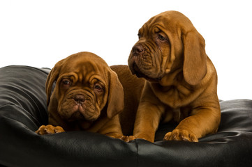 Dogue De Bordeaux puppies isolated on a white background