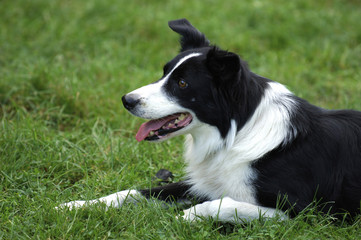 Hund, Border Collie