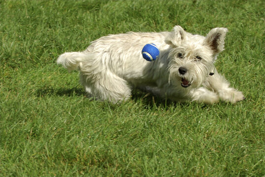 Hund, Westhighland Terrier