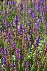 Fototapeta premium Blumen, Salbei