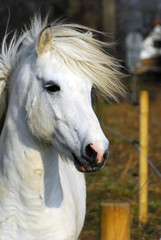 Obraz premium Pferd, Isländer, Schimmel