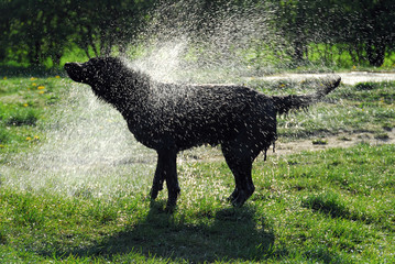 Hund schüttelt Wasser ab