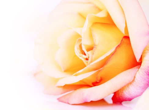 Delicate yellow and pink  rose
