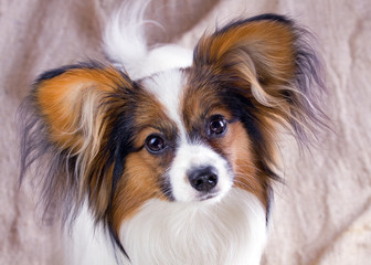 Young papillon