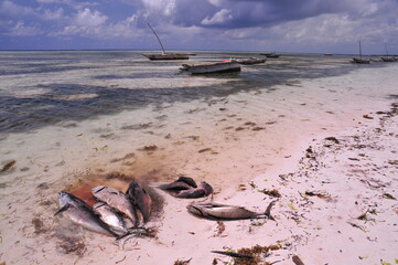 Retour de pêche à Zanzibar
