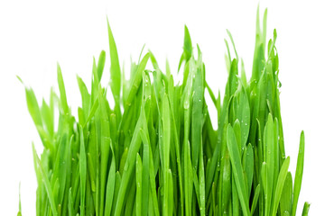 Fototapeta premium Fresh green grass