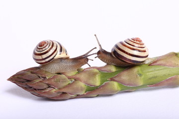 Schnecken auf Spargel