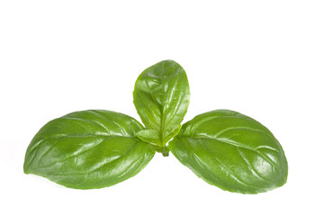 Basil isolated on white