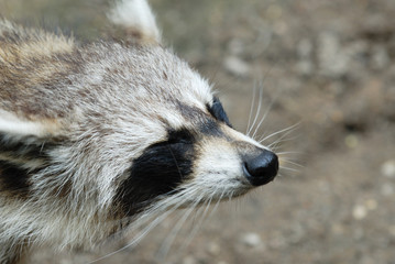 raton laveur