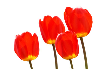 .tulip isolated on white