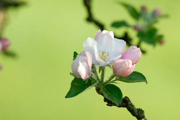 Apfelbl&uuml;te im Remstal
