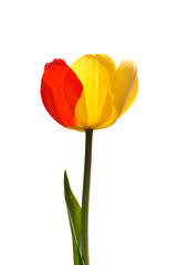 .tulip isolated on white
