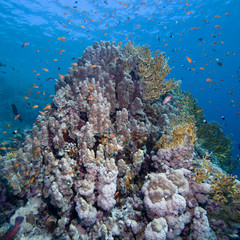 Naklejka na ściany i meble Wonderful Red Sea Reef