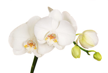 Delicate white orchid isolated over white