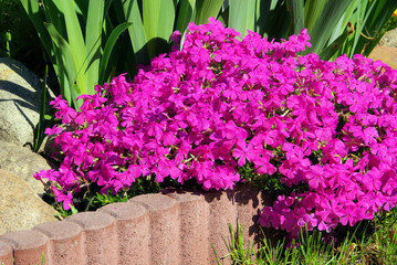 Polsterphlox - Moss Phlox 15
