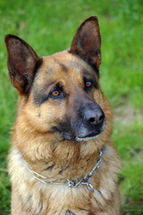 Schäferhund mit fragendem Blick