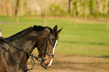 Obraz premium horse