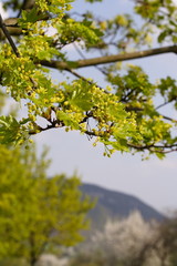 Blüten: Ahorn platanoides (Spitzahorn) [h]