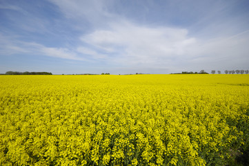 Obraz premium Landscape with rape field