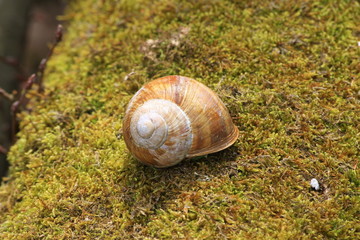 escargot